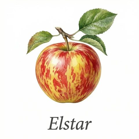 Elstar