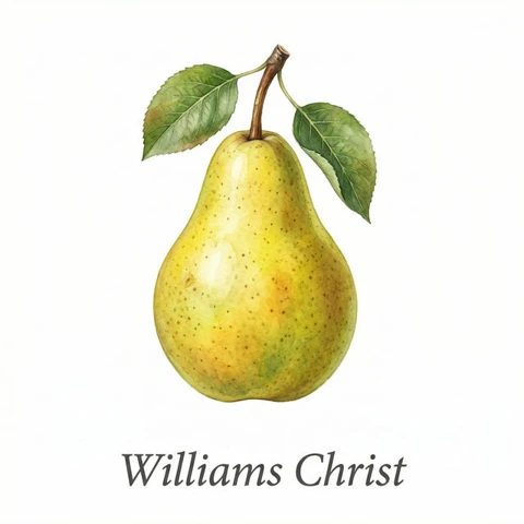 Williams Christ